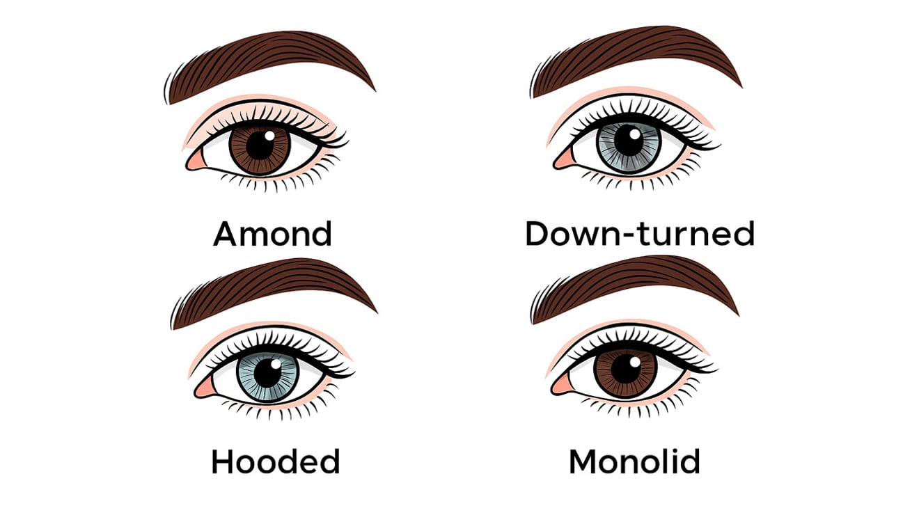 Visual guide matching C Curl and D Curl Promade Fans to different eye shapes like almond, hooded, and monolid